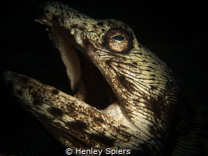 Halloween Spotted Snake Eel by Henley Spiers 